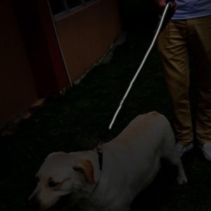 Bungee Dog Leash Zero Shock Absorbing Dog Leash Ezydog Reflective
