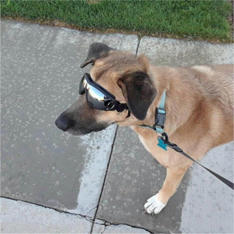 Cool Dog Sunglasses Uv Protection