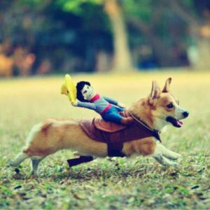 Cowboy Dog Costume Pet Dog Costume Cowboy Rider Pet Suit