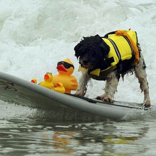 Dog Life Jacket Puppy Swimming Flotation Vest Life Guard