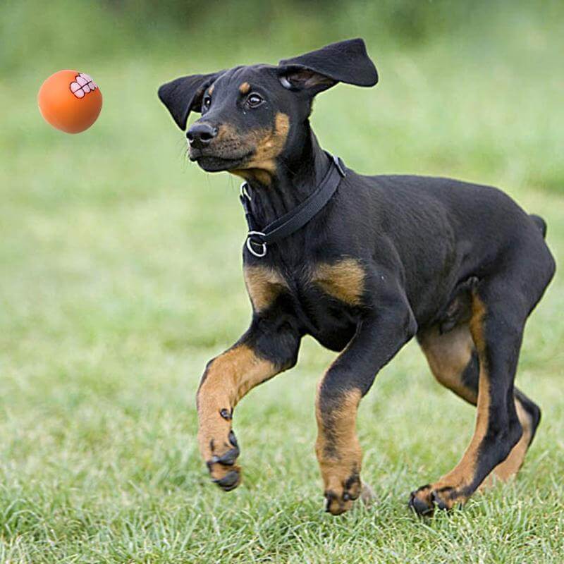 Dog Toy Ball With Teeth