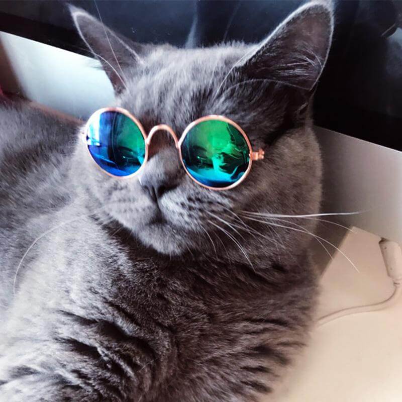 Kickstart Your Furriends Style With Fashionable Functional Sunglasses