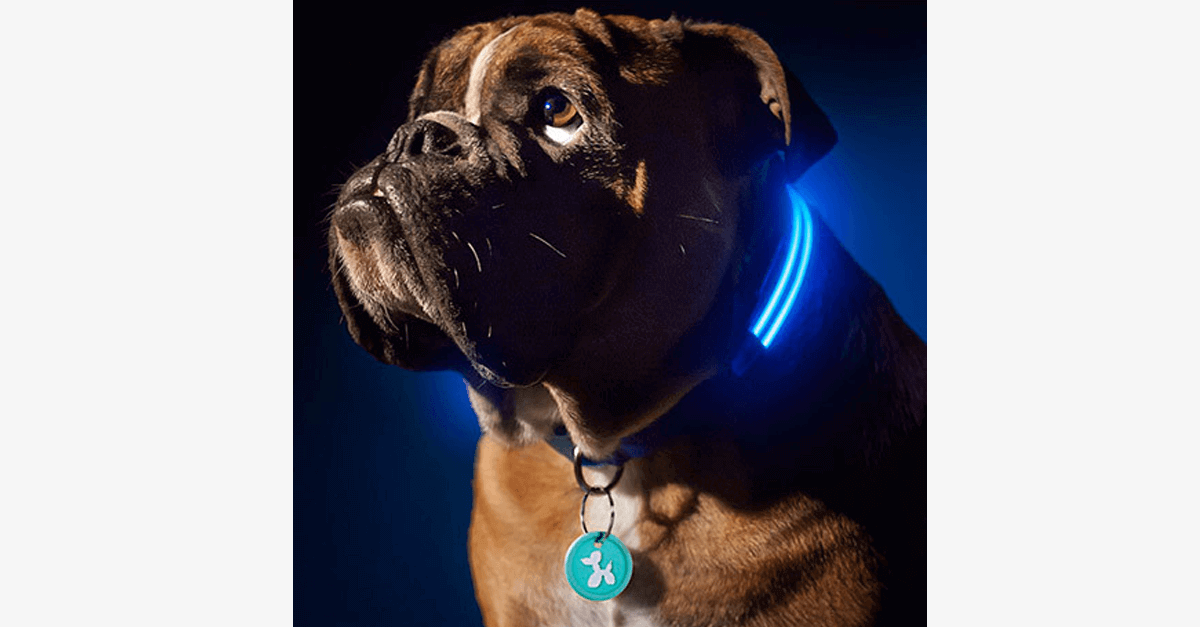 Led Dog Collar Keep An Eye On Your Pet