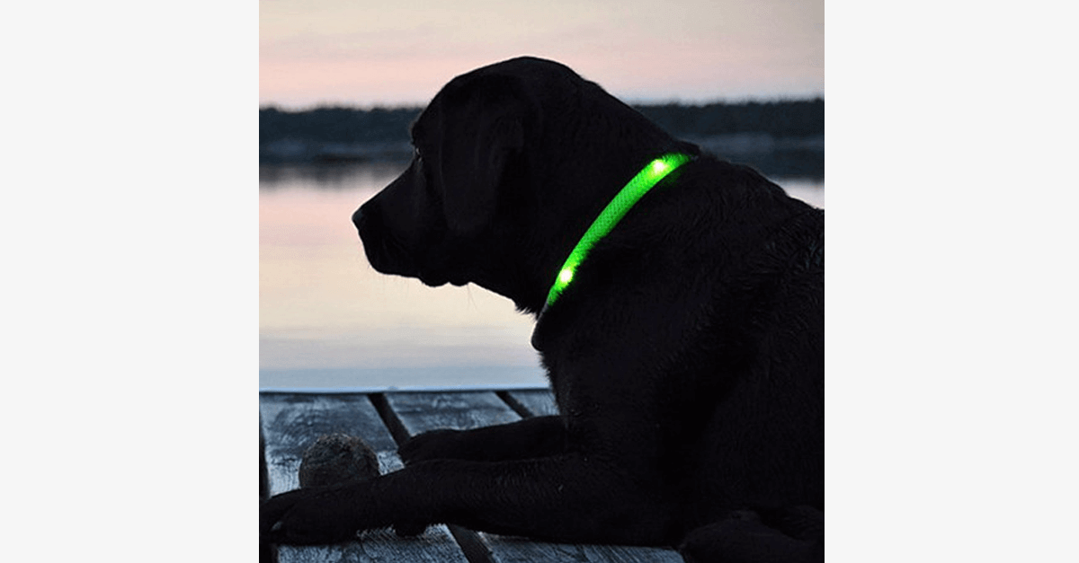Led Dog Collar Keep An Eye On Your Pet