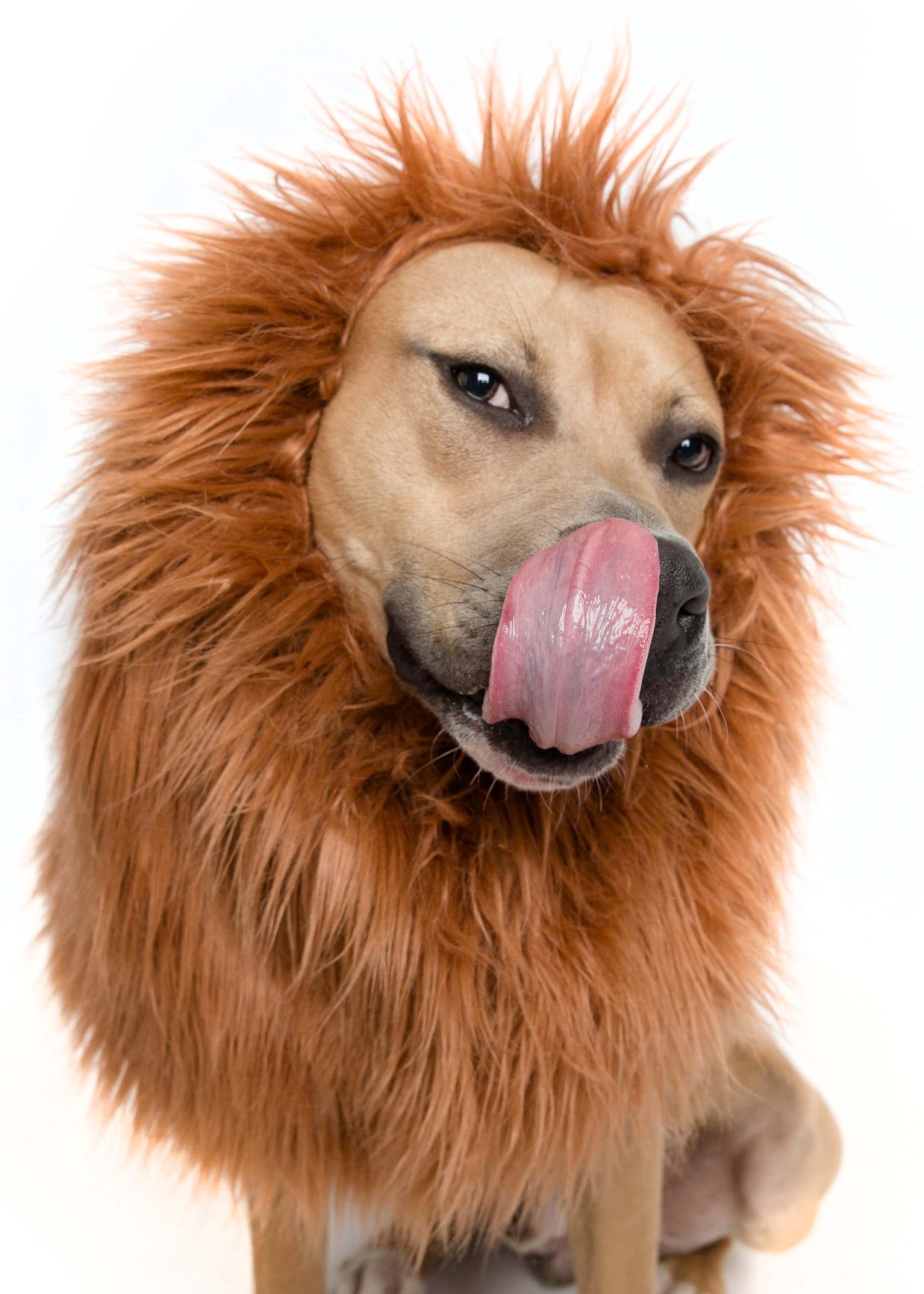 Lion Mane Wig For Dogs 2 Scaled