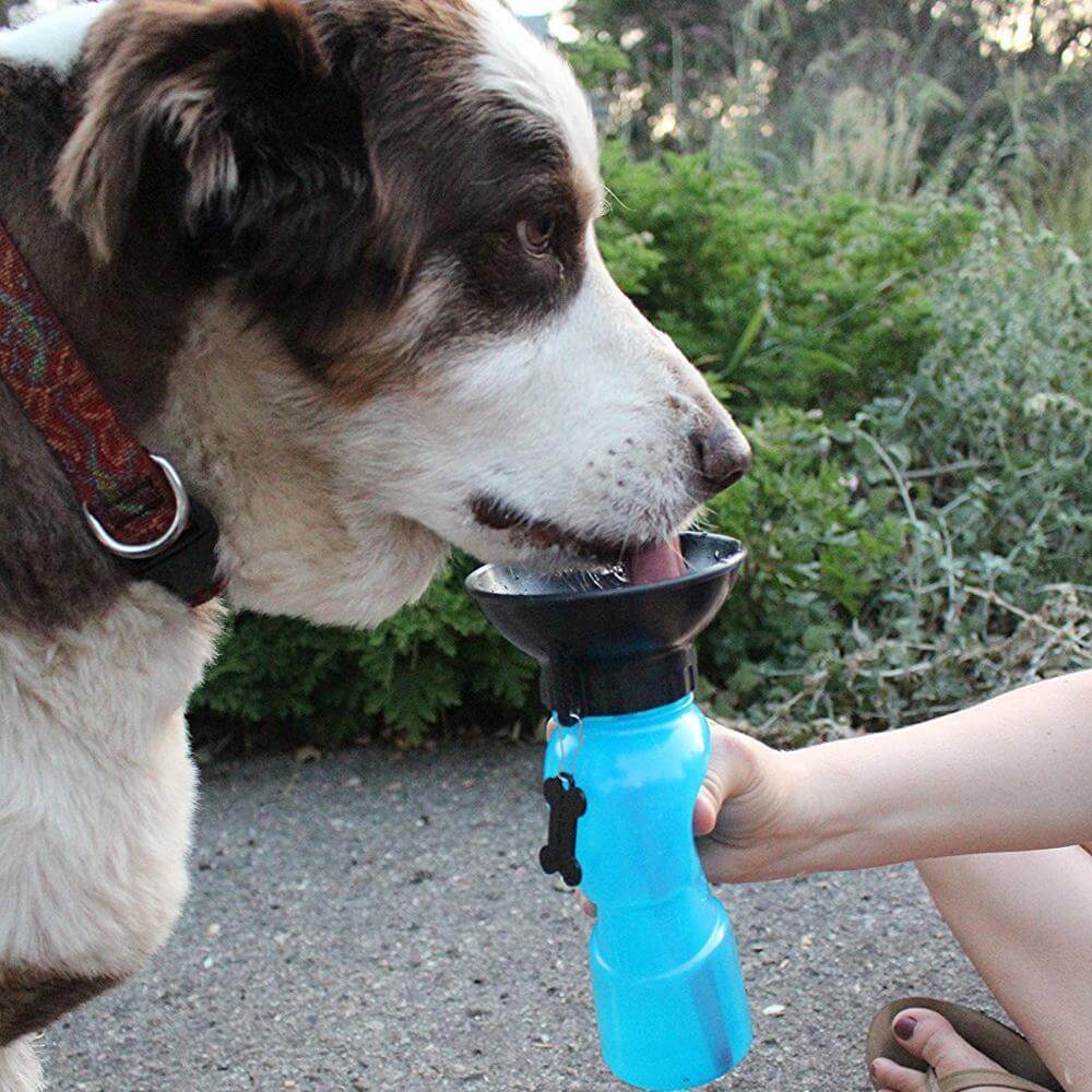 Portable Outdoor Pet Dogs Drinking Water Bottle