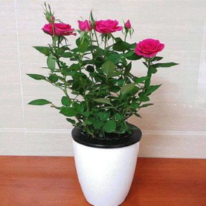 Self Watering Pots Automatic Plant Flower Pot Watering Planters