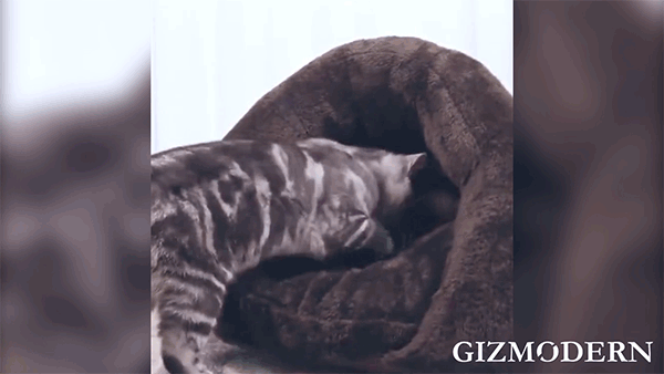 Give Your Furriend as Cozy a Home Like Yours