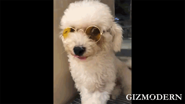 Kickstart Your Furriend’s Style with Fashionable & Functional Sunglasses