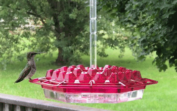 Mary’s Hummingbird Feeder With Perch And Built-In Ant Moat
