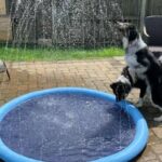 Dog Splash Sprinkler Pad