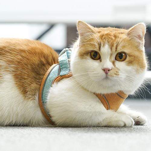 Last Day Promotion 48% OFF - Luminous Cat Vest Harness and Leash Set